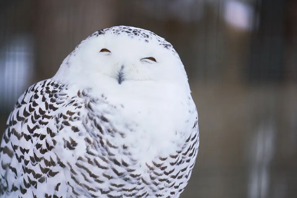 フクロウのイメージ画像